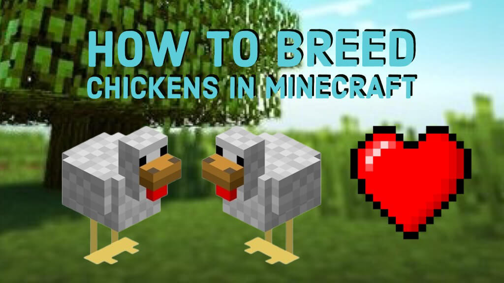 How to Breed Chickens in Minecraft - KiwiPoints