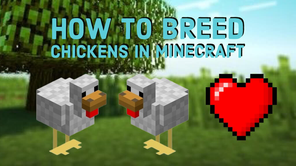 How to Breed Chickens in Minecraft - KiwiPoints How to Breed Chickens in Minecraft - KiwiPoints